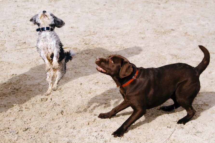 Top Pet-Friendly Cabins to Rent with Your Dog